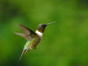 hummingbird